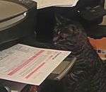 feuille chat Chat vs Papier d'imprimante