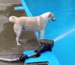 eau piscine chien Un chien s'amuse avec le jet près de la piscine
