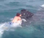 requin-baleine nager Nager avec un requin-baleine
