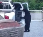 voiture porte Un ours ouvre la portière d'une voiture