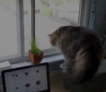 chat Chat à la fenêtre