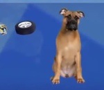 tele chien Illustration d'un chien qui attaque des pneus de voiture