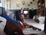 cheval Regardez la télé avec son cheval