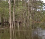 disparition eau Des arbres avalés par une rivière