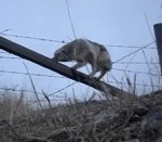 barbele aide Coyote dans une clôture barbelée