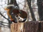 ecureuil Deux écureuils se battent
