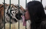 langue tigre femme Bisou sur la langue d'un tigre