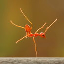 fourmi dance Une fourmi fait du breakdance