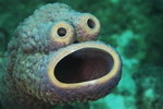 eponge L'éponge de mer Cookie Monster