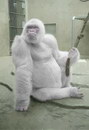 blanc Gorille albinos