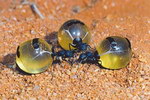 miel fourmi Fourmis pot-de-miel
