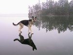 glace Un chien marche sur l'eau