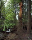 sculpture tronc Main sculptée dans le tronc d'un arbre