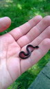 mini Mini serpent