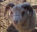 mouton Mouton enroué