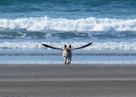 plage oiseau Un chien prend son envol