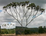 arbre Arbre binaire