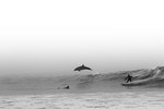 surfeur Un dauphin surfe sur une vague