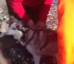 sauvetage husky gele Des chasseurs sauvent un chien d'une mort certaine