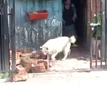 buche serviable Un chien ramasse le bois