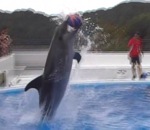 dauphin Deux dauphins se font des passes avec un ballon