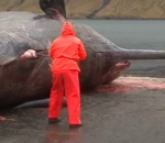 baleine Explosion d'une baleine morte