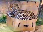 jaguar Gros chat dans un carton