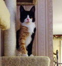 chat Chat avec une patte rousse