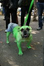 chien halloween Chien Hulk