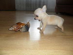 escargot chien Chien vs Escagot