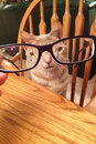 lunettes chat Chat à lunettes