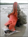 mollusque Pleuroploca gigantea 