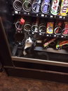 chat Distributeur automatique de chats