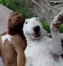 selfie Des chiens font un selfie