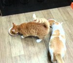 chat nourriture Chat emmerdeur