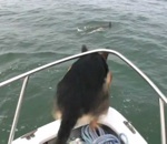 plongeon bateau Un chien veut nager avec des dauphins