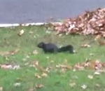 evanouissement Un écureuil s'évanouit en mangeant