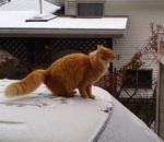 chat Un chat saute d'un toit de voiture enneigé