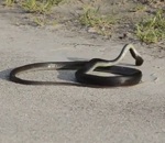 serpent Un serpent a des convulsions