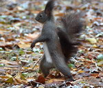 debout Un écureuil marche