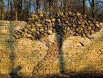 arbre mur Arbre pierre