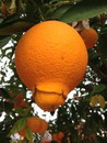orange Une orange accouche