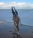 debout plage Un chien debout sur la plage
