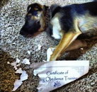 certificat chien Certificat d'obéissance