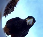 camera oiseau Un rapace vole une caméra et filme des manchots