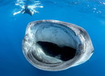 gueule Requin baleine la gueule grande ouverte