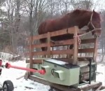 bois couper cheval Cheval sur un tapis roulant