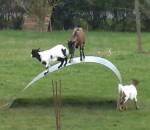 jardin Des chèvres s'amusent sur une tôle