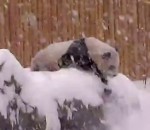 content Un panda s'amuse dans la neige