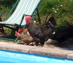 fete piscine Les poules de Slovénie